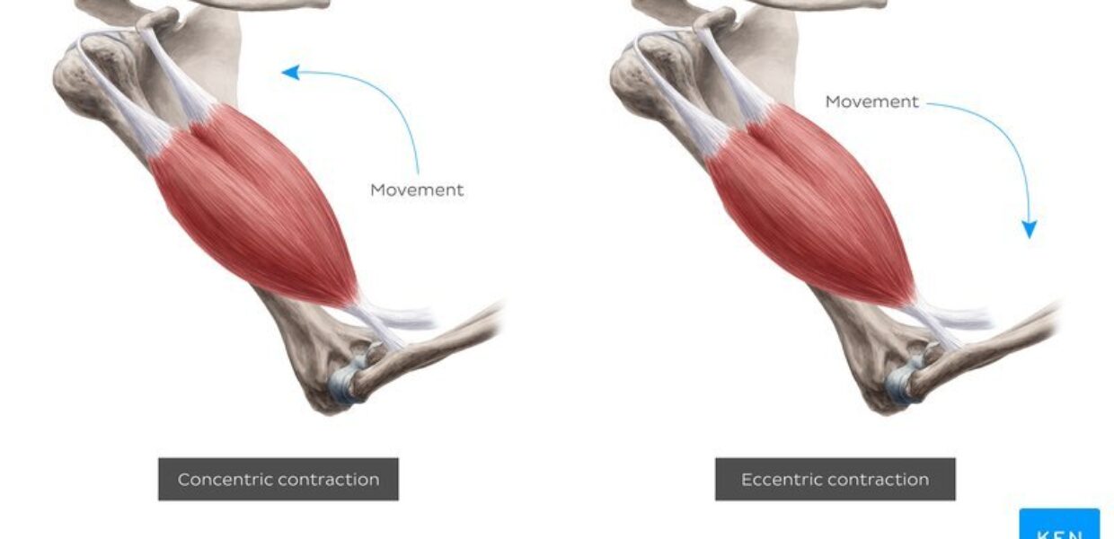 Excentrisk vs. koncentrisk träning för muskeltillväxt