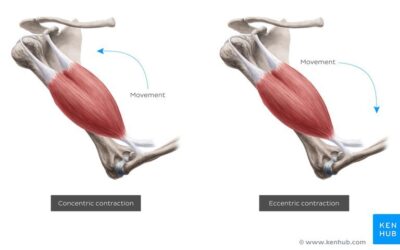Excentrisk vs. koncentrisk träning för muskeltillväxt